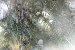 Casuarina equisetifolia
